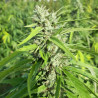 ChanvriLot Sérénithé - Fleur de CBG Relaxante de Qualité Supérieure