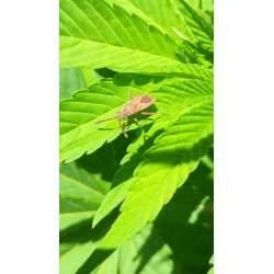 copy of 19 Décembre 2023 : Un Triomphe pour ChanvriLot - La Certification des Fleurs de CBD-CBG 🌿✨