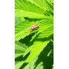 copy of 19 Décembre 2023 : Un Triomphe pour ChanvriLot - La Certification des Fleurs de CBD-CBG 🌿✨