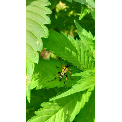 Leptures tachetés en action : un moment capturé dans notre champ de chanvre, révélant leur beauté unique