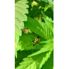 copy of 19 Décembre 2023 : Un Triomphe pour ChanvriLot - La Certification des Fleurs de CBD-CBG 🌿✨