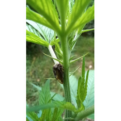 Insectes mystérieux du champ de chanvre : une découverte fascinante.