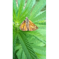 Capturées dans leur élément naturel : les Hespéries apportent une touche de couleur à notre champ de chanvre
