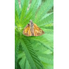 Capturées dans leur élément naturel : les Hespéries apportent une touche de couleur à notre champ de chanvre