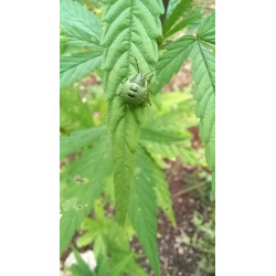 copy of 19 Décembre 2023 : Un Triomphe pour ChanvriLot - La Certification des Fleurs de CBD-CBG 🌿✨