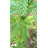 copy of 19 Décembre 2023 : Un Triomphe pour ChanvriLot - La Certification des Fleurs de CBD-CBG 🌿✨