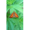 Papillon en pleine beauté : un instantané capturé dans notre champ de chanvre.
