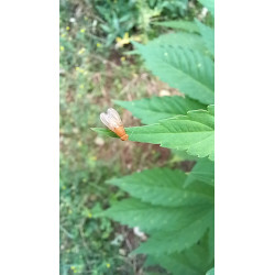 copy of 19 Décembre 2023 : Un Triomphe pour ChanvriLot - La Certification des Fleurs de CBD-CBG 🌿✨