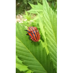 Graphosoma en pleine exploration : un aperçu photographique de ces punaises rayées dans notre champ de chanvre.