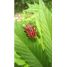 Graphosoma en pleine exploration : un aperçu photographique de ces punaises rayées dans notre champ de chanvre.