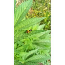 Abeille atypique en pleine activité : une vue unique dans notre champ de chanvre.