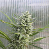 ChanvriLot Sérénithé - Fleur de CBG Relaxante de Qualité Supérieure