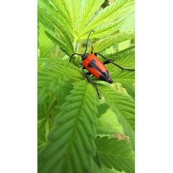 Stictopleurus cordigera capturé en photo : découvrez cette punaise au motif distinctif dans notre champ de chanvre.