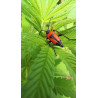 Stictopleurus cordigera capturé en photo : découvrez cette punaise au motif distinctif dans notre champ de chanvre.