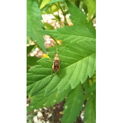Insecte mystérieux en pleine exploration dans notre champ de chanvre : un instantané de la nature.
