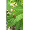 copy of 19 Décembre 2023 : Un Triomphe pour ChanvriLot - La Certification des Fleurs de CBD-CBG 🌿✨