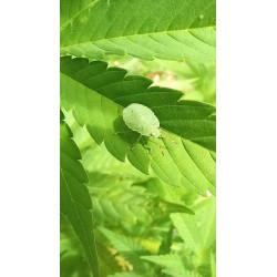 Palomena prasina en pleine observation : un instantané de cette punaise verte dans notre champ de chanvre.