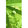 Palomena prasina en pleine observation : un instantané de cette punaise verte dans notre champ de chanvre.
