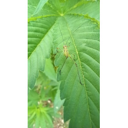 Phaneroptera sp. en pleine exploration : un instantané de cet insecte sur les feuilles de notre champ de chanvre.
