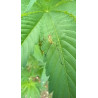 Phaneroptera sp. en pleine exploration : un instantané de cet insecte sur les feuilles de notre champ de chanvre.