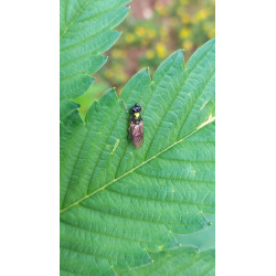 Découvrez les Chloromyias : ces mouches vertes capturées en photo dans le champ de chanvre, révélant leur beauté discrète.