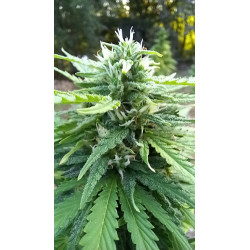 Premiers signes de floraison – La magie du chanvre commence !