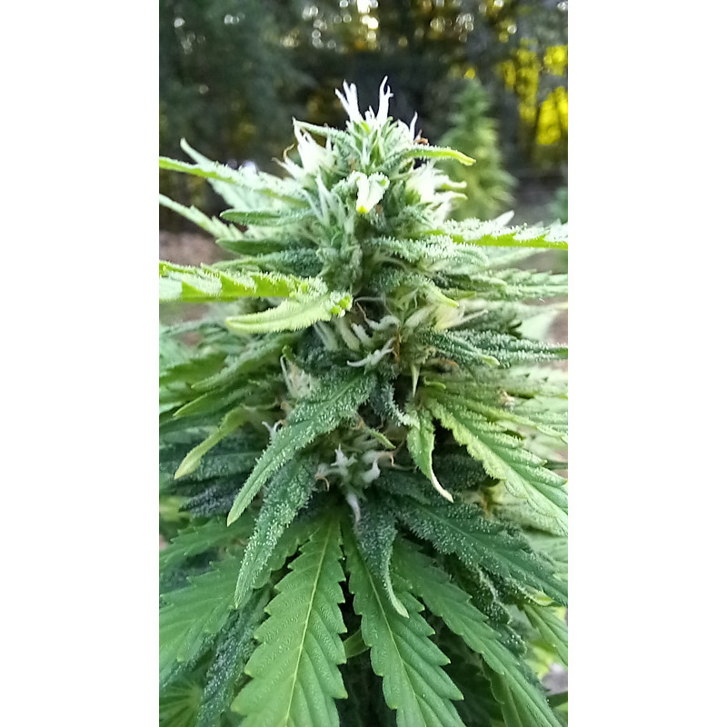 Premiers signes de floraison – La magie du chanvre commence ! Premiers signes de floraison – La magie du chanvre commence !