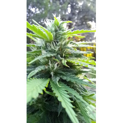 Macro des trichomes scintillants – La qualité se révèle à chaque étape.