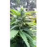 Macro des trichomes scintillants – La qualité se révèle à chaque étape.