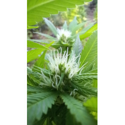 24 Août 2024 : Fleurs de Chanvre en Pleine Floraison - Découvrez Nos Photos et Vidéos de Qualité | ChanvriLot