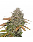 Fleurs de CBD Naturelles | Variétés Premium et Cultivées Biologiquement